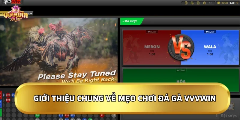 Giới thiệu chung về mẹo chơi đá gà VVVWin